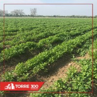 eZy_watermark_25-07-2019_02-14-05